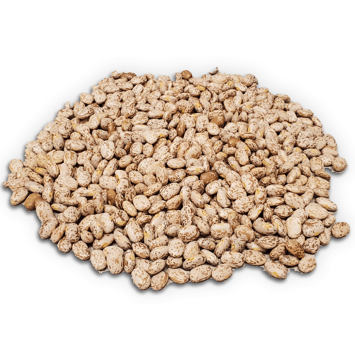 Slow Darkening Pinto